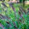 10 Dwarf BLACK FOUNTAIN GRASS Pennisetum Alopecuroides Viridescens Hardy Ornamental Seeds