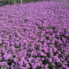 150 BUENOS AIRES VERBENA Brazilian Purple Bonariensis Patagonica Flower Seeds