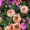 50 Dwarf APRICOT VERBENA Nana Compacta Fragrant Butterfly Flower Seeds