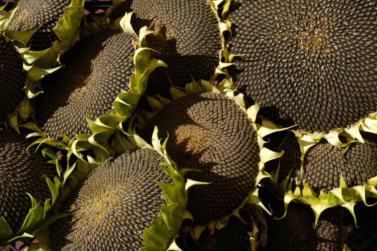 Black Oil Sunflower Seeds – Helianthus Annuus Yellow Hummingbird Bird Flower – photo 8