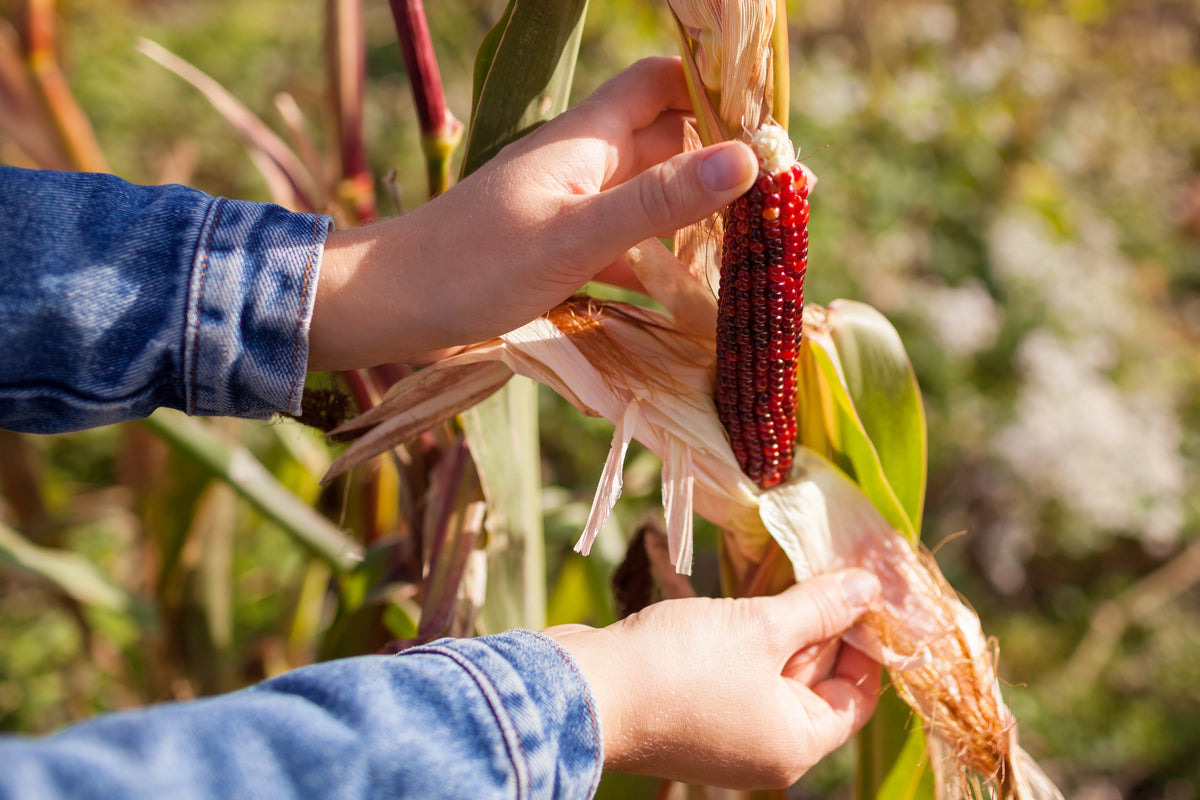 Miniature Cutie Pops Popcorn Seeds – Corn Multicolored Mini Mix Zea Mays