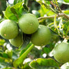 15 KEY LIME Citrus Aurantifolia Fruit Tree Shrub Seeds