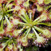 10 CARNIVOROUS SUNDEW PLANT Drosera Flower Seeds