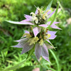 100 SPOTTED BEE BALM Monarda Punctata Flower Herb Horesemint Dotted Mint Seeds