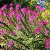 200 MAUVE QUEEN CLEOME Spinosa Hassleriana Purple Pink Spider Flower Seeds