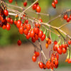 100 HIMALAYAN Tibetan GOJI BERRY Fruit Wolfberry Bush Lycium Barbarum Seeds