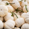 15 WHITE Baby Boo MINI PUMPKIN Miniature Cucurbita Pepo Vegetable Seeds