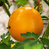 150 GOLDEN JUBILEE TOMATO Yellow Lycopersicon Lycopersicum Fruit Vegetable Seeds