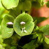 150 BELLS OF IRELAND ( Lady In The Bathtub / Shell Flower ) Moluccella Laevis Green Flower Seeds