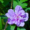 10 Purple Double ROSE Of SHARON Hibiscus Syriacus Flower Tree Shrub Seeds