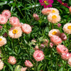 100 APRICOT & PEACH STRAWFLOWER Organic Mix Coral Paper Daisy Helichrysum Bracteatum Flower Seeds