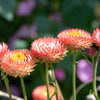 100 APRICOT & PEACH STRAWFLOWER Organic Mix Coral Paper Daisy Helichrysum Bracteatum Flower Seeds