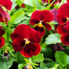 50 RED & BROWN PANSY Swiss Giant Violet Viola Wittrockiana Flower Seeds