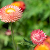 100 APRICOT & PEACH STRAWFLOWER Organic Mix Coral Paper Daisy Helichrysum Bracteatum Flower Seeds