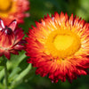100 Red FIRE BALL STRAWFLOWER Helichrysum Monstrosum Flower Seeds