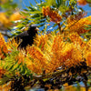35 SILKY OAK TREE Orange Flower Southern Silver Oak Grevillea Robusta Seeds