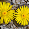 10 LIVING STONE / LITHOPS Mixed Colors Pebble Houseplant Flower Seeds