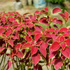 Mixed Colors Coleus Rainbow Mix Seeds – Shade Houseplant Solenostemon Flower – photo 12