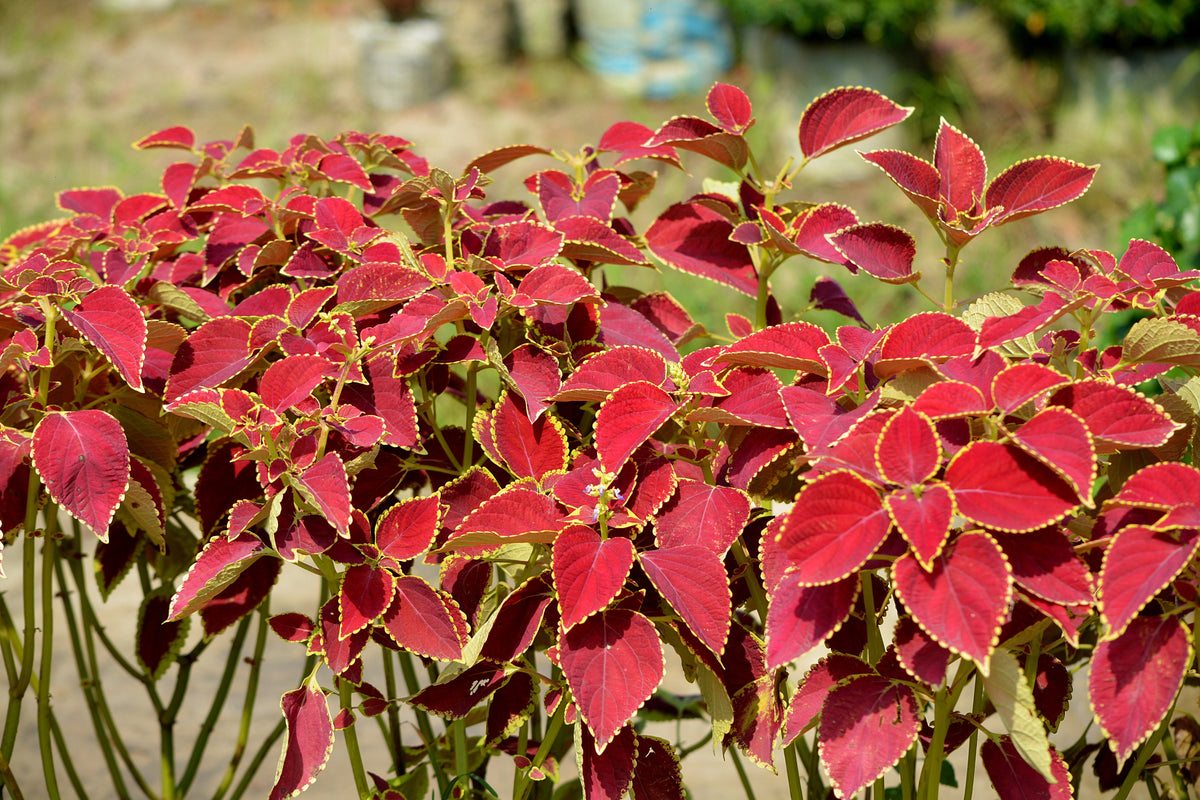 Mixed Colors Coleus Rainbow Mix Seeds – Shade Houseplant Solenostemon Flower – photo 12