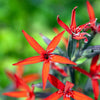 20 ROYAL RED CATCHFLY Hummingbird & Endangered Native Flower Silene Regia Seeds