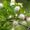 50 BUTTONBUSH / HONEYBALL Cephalanthus Occidentalis White Hummingbird Flower Bush Shrub Seeds