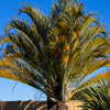 10 TRIANGLE PALM TREE Dypsis Decaryi Rare Tropical from Madagascar Seeds