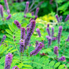 50 FRAGRANT FALSE INDIGO (Dwarf Wild Indigo) Amorpha Nana Flower Seeds