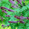50 FRAGRANT FALSE INDIGO (Dwarf Wild Indigo) Amorpha Nana Flower Seeds