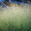 1000 SWITCHGRASS Tall Panic Switch Grass Panicum Virgatum Red Flower Seeds