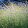 Switchgrass Seeds – Tall Panic Switch Grass Panicum Virgatum Red Flower – photo 10