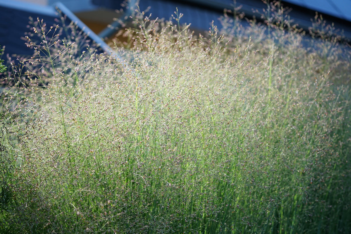 Switchgrass Seeds – Tall Panic Switch Grass Panicum Virgatum Red Flower – photo 10