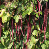 25 RED NOODLE BEAN Yard Long Asparagus Bean Chinese Phaseolus Vulgaris Legume Vegetable Seeds