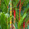 10 Red LIPSTICK PALM Sealing Wax Palm Cyrtostachys Renda Tree Houseplant Seeds
