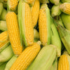 60 YELLOW CORN ' Early Xtra Sweet ' Zea Mays Vegetable Seeds