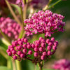Cinderella Milkweed Seeds – Asclepias Incarnata Flower – photo 6