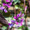 Ruby Moon Hyacinth Bean Seeds – Lablab Purpureus Blue Purple White Flower Ornamental Vine – photo 10