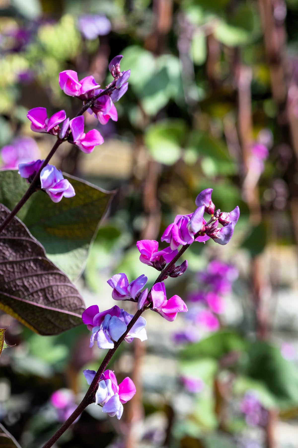 Ruby Moon Hyacinth Bean Seeds – Lablab Purpureus Blue Purple White Flower Ornamental Vine – photo 10