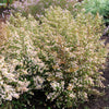 100 WHITE HEATH ASTER Prairie Ericoides Flower Seeds