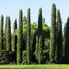 20 MEDITERRANEAN CYPRESS TREE Italian Pencil Pine Cedar Cupressus Sempervirens Stricta Seeds