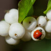 25 COMMON SNOWBERRY - WHITE Berries Pink Flowers Symphoricarpos Alba Shrub Seeds