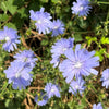 1000 CHICORY (Blue Daisy / Blue Sailors / Coffeeweed / Succory) Chicorium Cicorium Intybus Flower Herb Seeds
