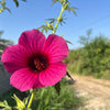 10 KENAF HIBISCUS Cannabinus Indian Hemp Red Flower Seeds