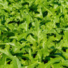 1000 SALAD KING ENDIVE Italian Chicory Greens Cichorium Endivia Vegetable Seeds