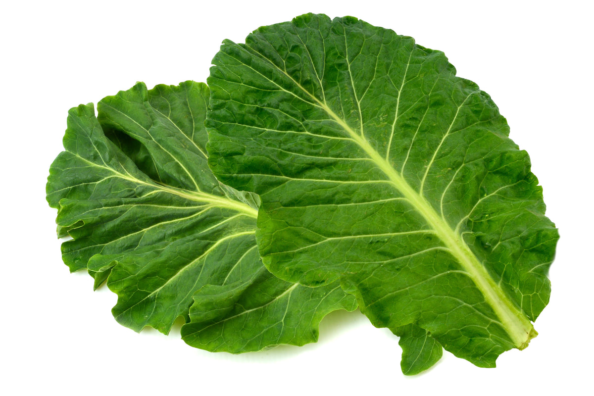 Premier Kale Seeds – Early Hanover Brassica Oleracea Greens Vegetable