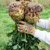 500 GIANT PRAGUE CELERIAC Apium Graveolens Celery Root Vegetable Seeds