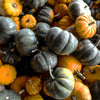 20 MINI MIX PUMPKIN Miniature Cucurbita Pepo White Green Orange Striped Vegetable Seeds