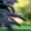 10 Dwarf BLACK FOUNTAIN GRASS Pennisetum Alopecuroides Viridescens Hardy Ornamental Seeds