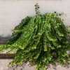 20 CAPER BUSH Edible Capers Flinders Rose Flower Capparis Spinosa Shrub Seeds