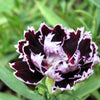 30 Black & White CHIANTI DIANTHUS Chinensis China Pink Flower Seeds