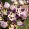10 GIANT MILKWEED Sodom Apple Calotropis Procera Crown Flower Shrub Seeds